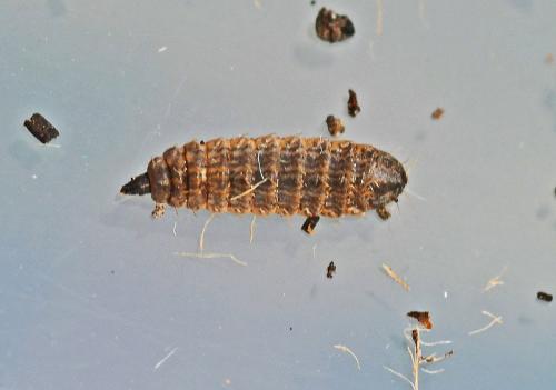 Chloromyia formosa